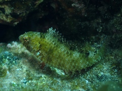 Parrotfish photo 5