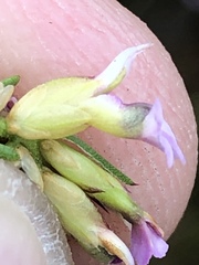 Muraltia knysnaensis