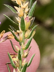 Muraltia knysnaensis