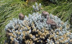 Helichrysum trilineatum
