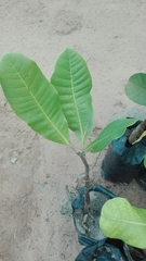 Anacardium occidentale