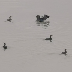 Phalacrocorax carbo