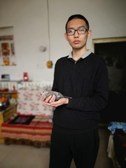 Streptopelia chinensis