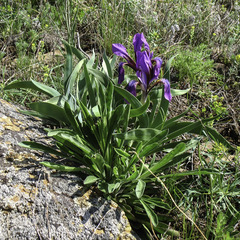 Iris glaucescens