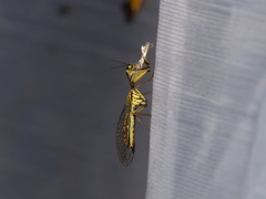 Spaminta minjerribae