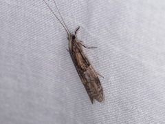 Triplectides similis