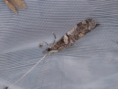 Triplectides similis