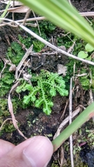 Selaginella ciliaris