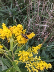 Megacyllene robiniae