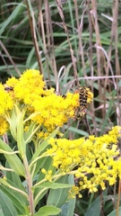 Megacyllene robiniae