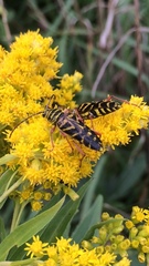 Megacyllene robiniae