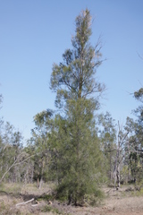 Casuarina cristata