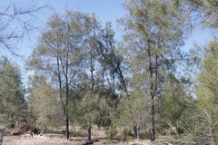Casuarina cristata