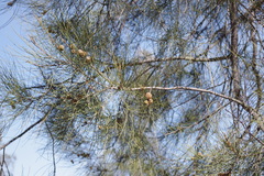 Casuarina cristata