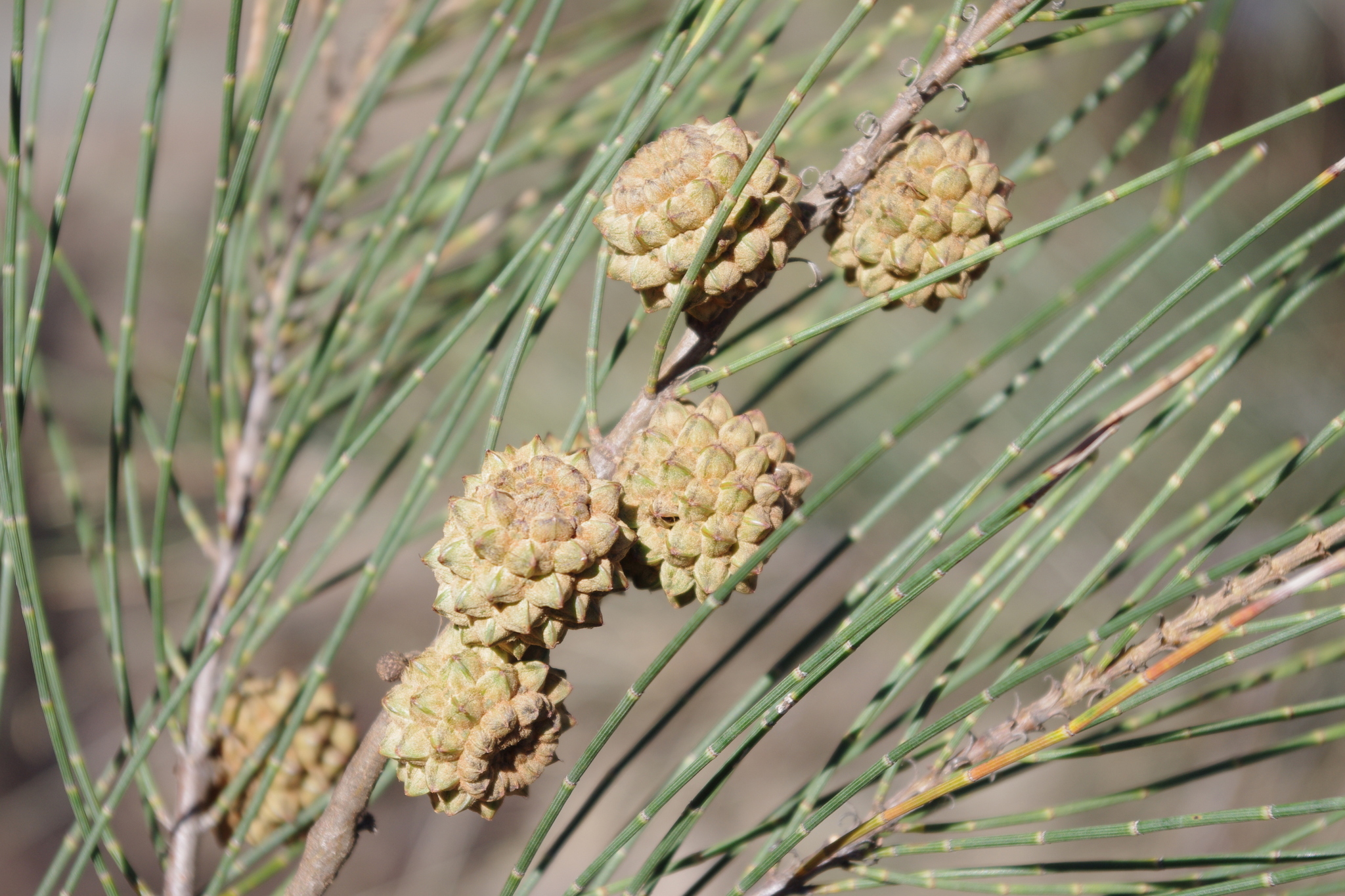 Casuarina cristata