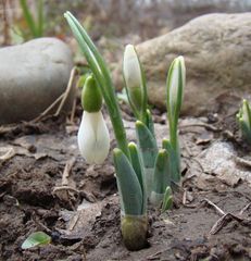 Galanthus alpinus