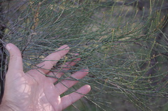 Allocasuarina luehmannii