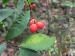 Wikstroemia nutans