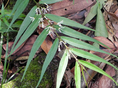 Pentasachme caudatum