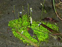 Utricularia uliginosa
