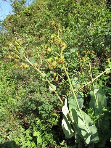 Altai Leopard-plant (Ligularia altaica)