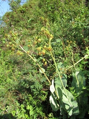 Ligularia altaica