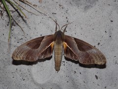 Coequosa triangularis