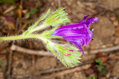 Echium plantagineum