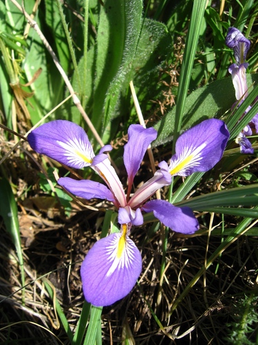 Ludwig's Iris (Iris ludwigii)