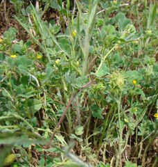 Medicago rigidula