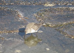 Calidris alpina