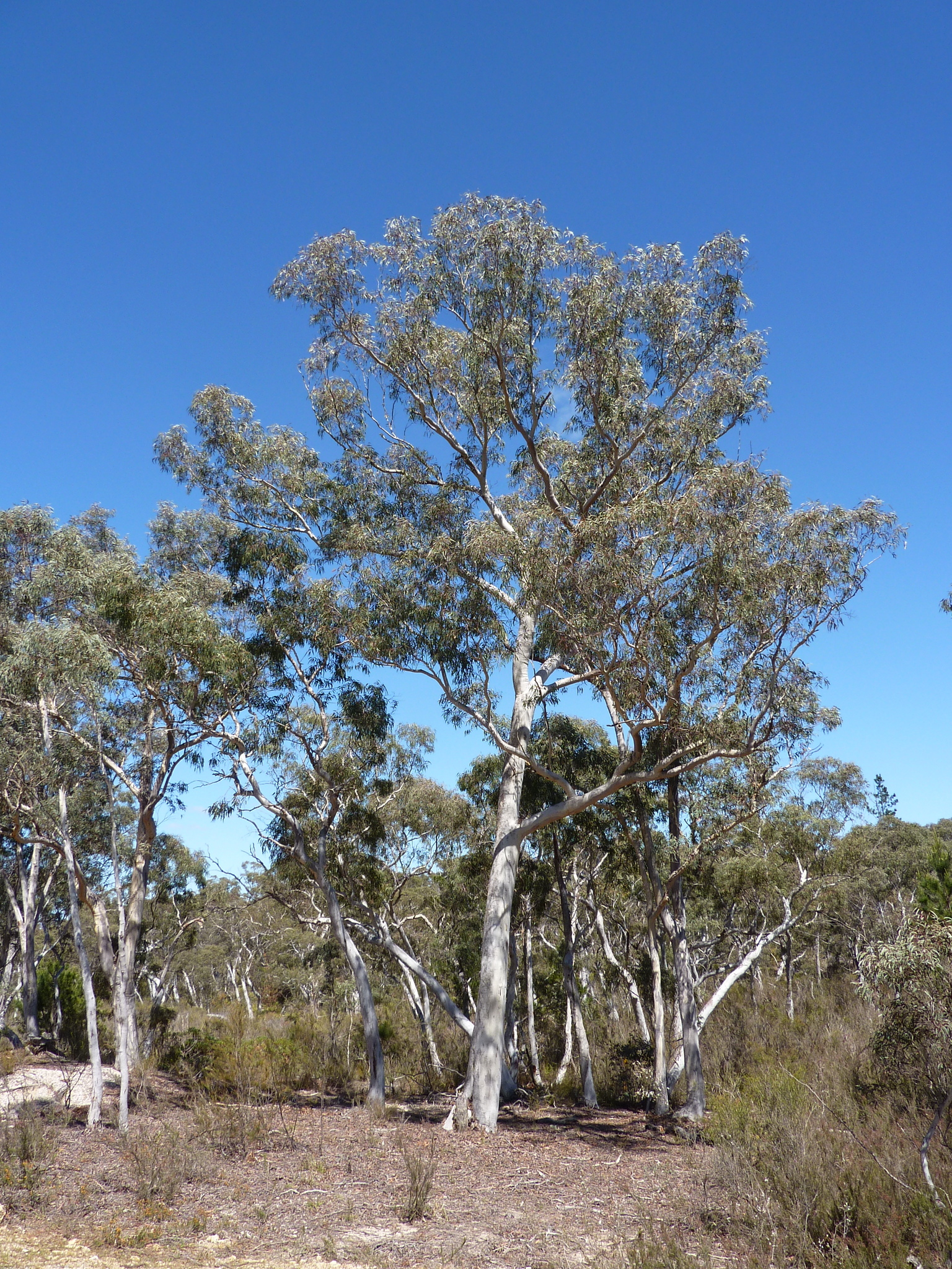Eucalyptus rossii