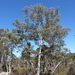 Eucalyptus rossii - Photo 由 Dean Nicolle 所上傳的 (c) Dean Nicolle，保留部份權利CC BY-NC
