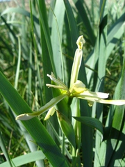 Iris halophila