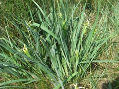 Iris halophila
