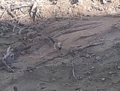 Motacilla alba