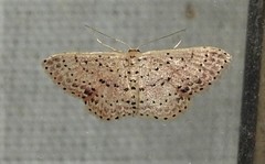 Idaea punctatissima