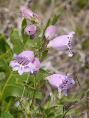 Penstemon cobaea
