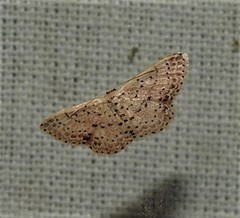 Idaea punctatissima