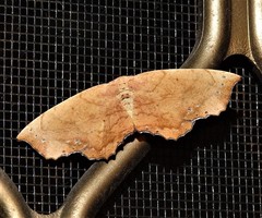 Polyacme dissimilis