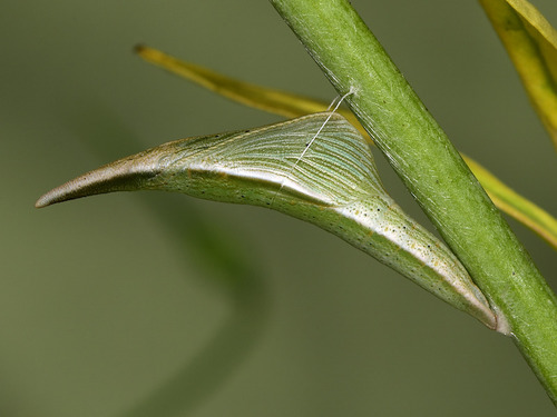 orange-tip, photo 5 of 8