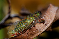 Maoricicada campbelli