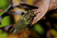 Maoricicada campbelli