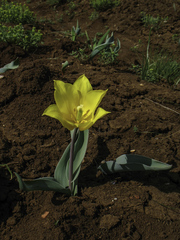 Tulipa suaveolens