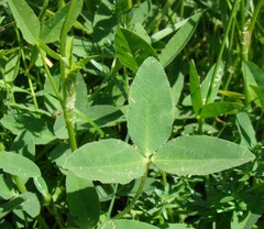 Trifolium ambiguum