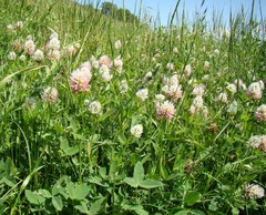Trifolium ambiguum