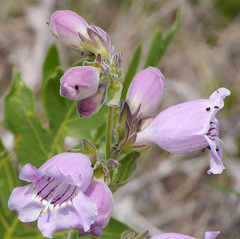 Penstemon cobaea