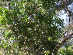 Eucalyptus baueriana thalassina