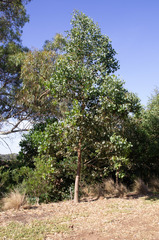 Eucalyptus baueriana thalassina