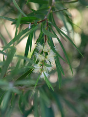Melaleuca paludicola